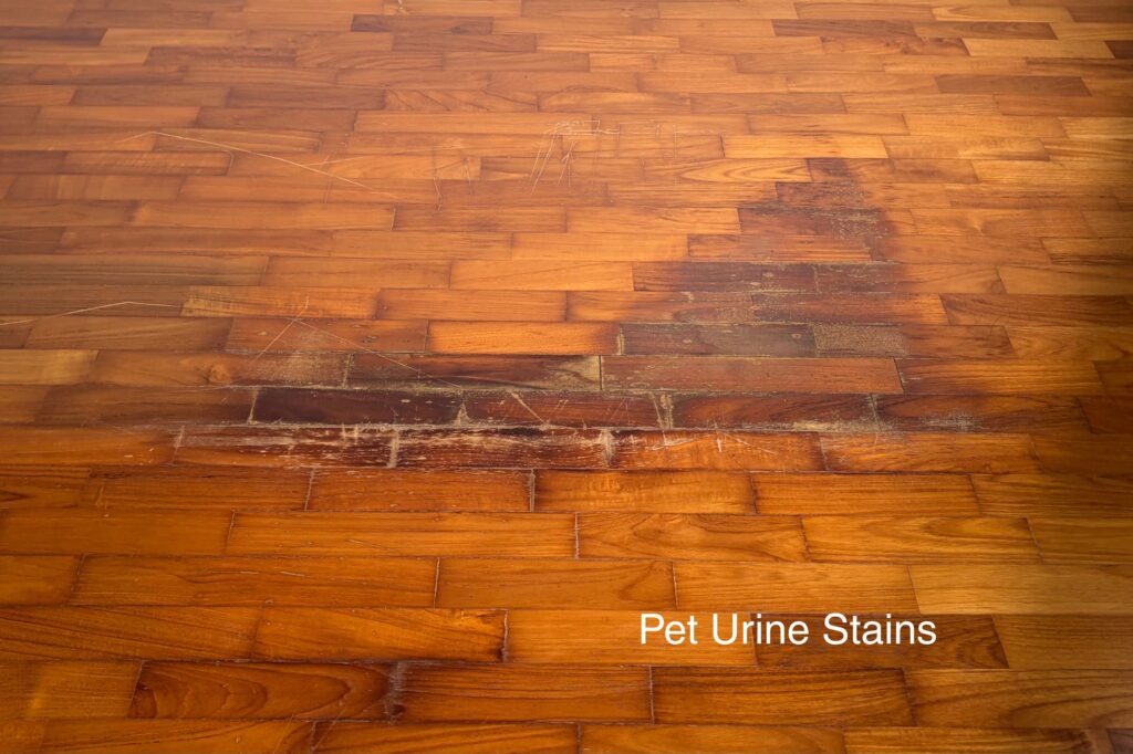 pet-urine-stains-water-damage-parquet-mr-wood-varnish